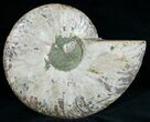 Split Ammonite Fossil (Half) #6887-2